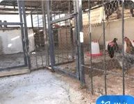 مرغداری در ساختمان میلیاردی بیمه اتکایی تهران رواک
