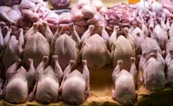 قیمت مرغ و تخم&zwnj;مرغ رسما اعلام شذ/ فتحی: گران&zwnj;فروشی در نرخ&zwnj;های جدید اتفاق نیفتاده است