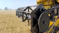 خودکفایی گندم امسال قطعی شد