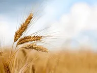 خبر خوش برای گندمکاران؛ دولت حق بیمه گندمکاران را پرداخت می کند